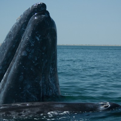  Una ballena gris nada 22,500 kilómetros y rompe récords