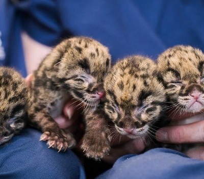  Leopardos en peligro de extinción nacen en zoológico de Washington