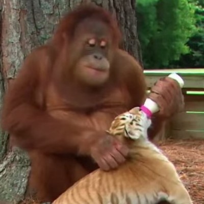  VIDEO: Orangután macho adopta a tres cachorros de tigre