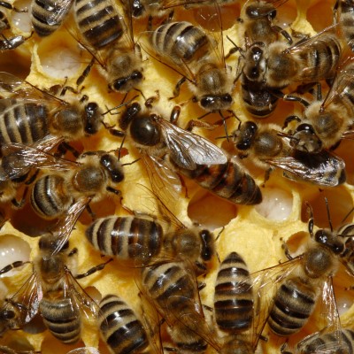  #Video: Así nacen las abejas, 21 días en un minuto