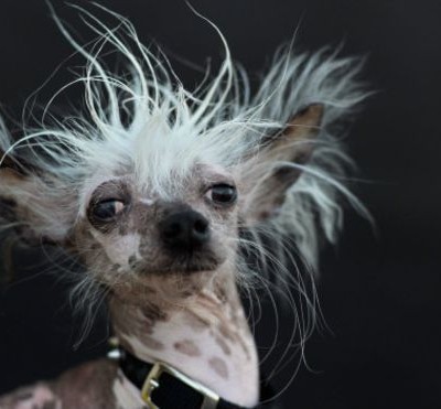  Conoce a los perros “más feos del mundo