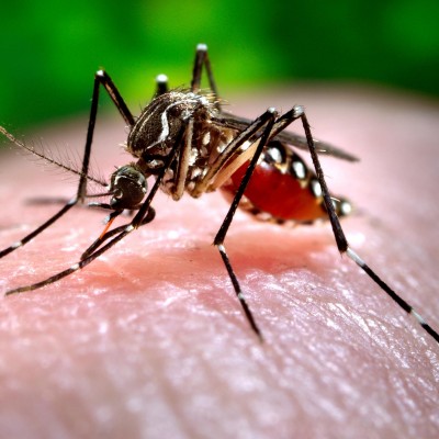  Se registra primer caso de Chikungunya en SLP