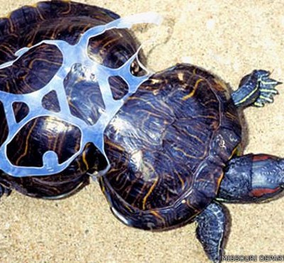  La triste historia de Cacahuete, la tortuga deformada por la basura