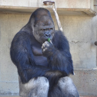  El gorila que vuelve locas a las japonesas