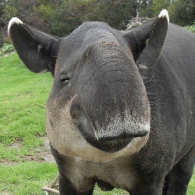 El tapir habitaba ocho estados del país, hoy sólo existe en cuatro