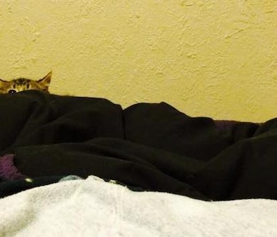  Pancake, la gatita de dos patas con una segunda oportunidad