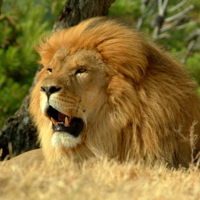  Mata león a mujer en Safari