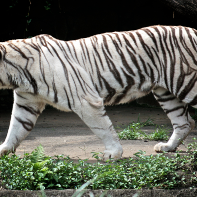  Tigre blanco prófugo mata a hombre