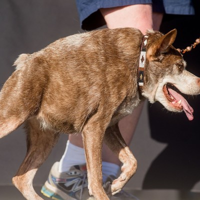  Quasi Modo, el perro más feo del mundo