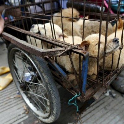  Detenido venezolano que traficaba heroína en perros