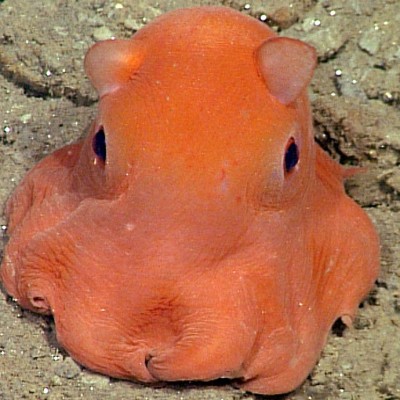  Adorabilis, nombre científico de este pulpo rosa