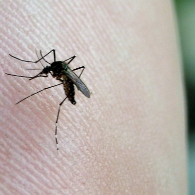  Chikungunya afecta a 10 estados del país