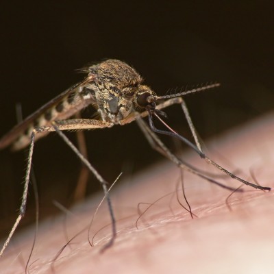 Registra Salud 932 casos de dengue en la entidad