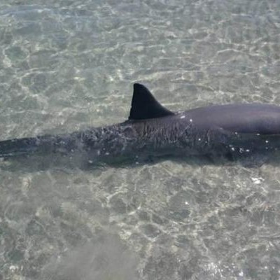  Rescatan dos delfines varados en playa de La Paz