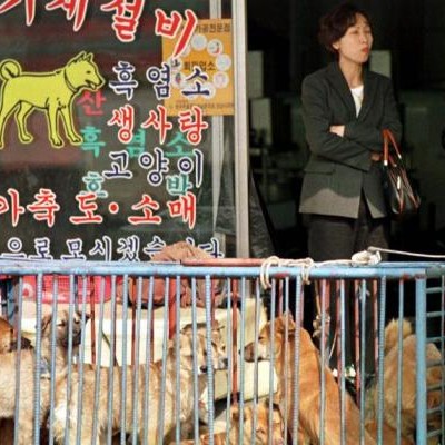  Celebra Norcorea concurso gastronómico de carne de perro