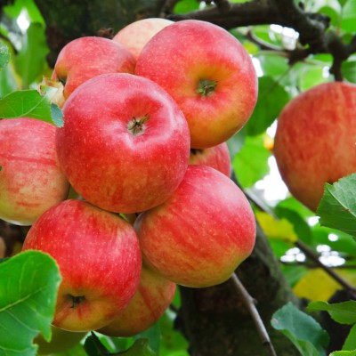  Beneficios de una manzana