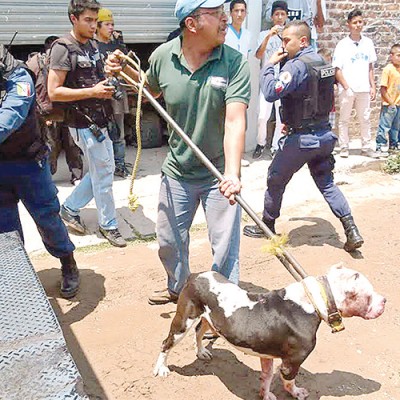  Perro pitbull mata a bebé en Guanajuato