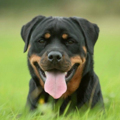  De aterrador a amistoso, “el rottweiler bipolar”