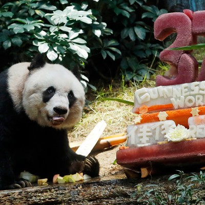  Oso panda más viejo del mundo celebra 37 años