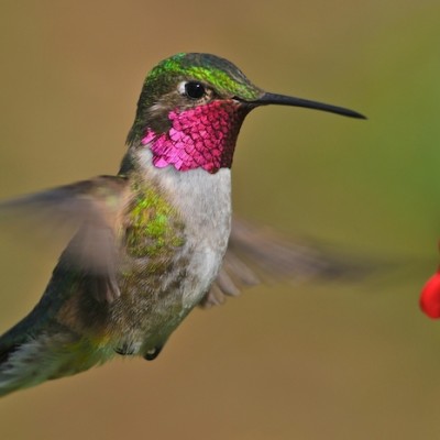  Colibríes de México en riesgo: 7 de 13 especies endémicas peligran