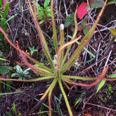  Descubren en Brasil planta carnívora