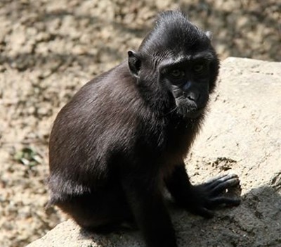  ‘Zimm’, el mono que se fugó por una alcantarilla, es recapturado en EU