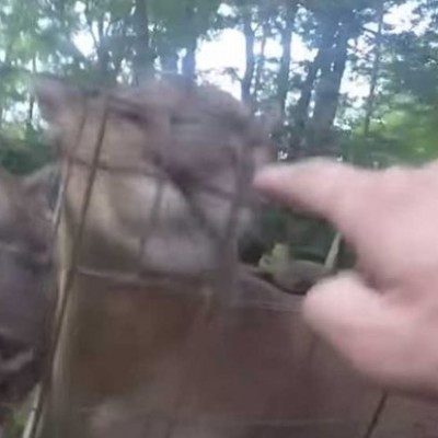  #Video Hombre acarició a pumas en zoológico, lo buscan