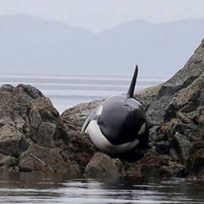  Orca que lloraba al quedar atrapada fue rescatada