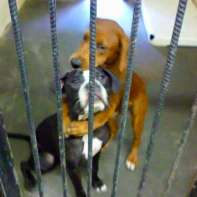  El ‘abrazo’ entre dos perros amigos los salva de morir