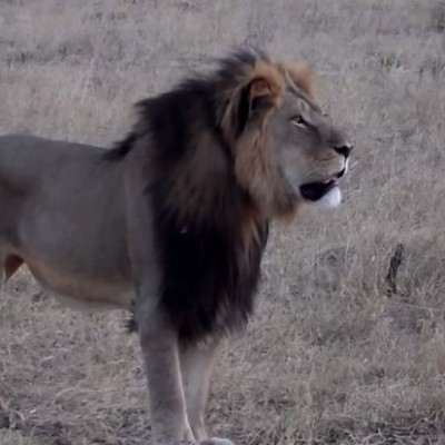  Por 50 mil euros acaban con una estrella