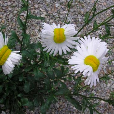  Flores deformes están creciendo cerca de Fukushima