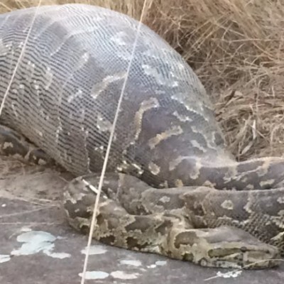  Pitón de casi cuatro metros muere al comer un puercoespín