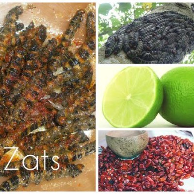  Zats, los gusanos que son manjar en Chiapas