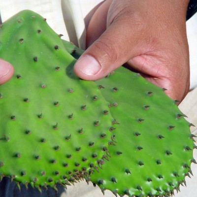  Mexicanos crean plástico con nopal