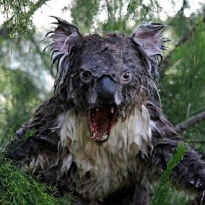  VIDEO: Koala enloquecido persigue y acosa a mujer en Australia