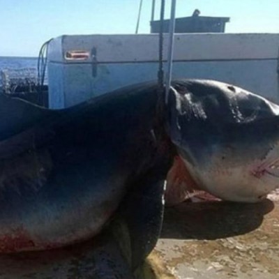  Atrapan al tiburón azul más grande de la historia