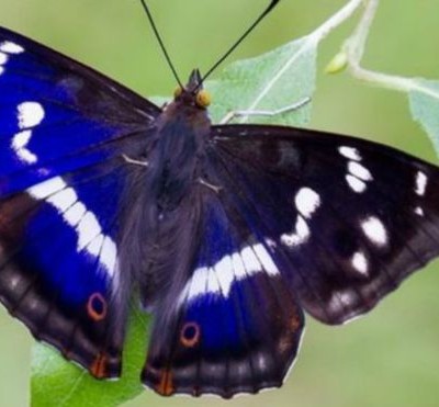  La sorprendente y efímera mariposa púrpura que come carne