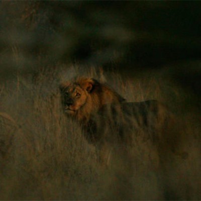  Confirma Zimbabue que león Jericho sigue vivo