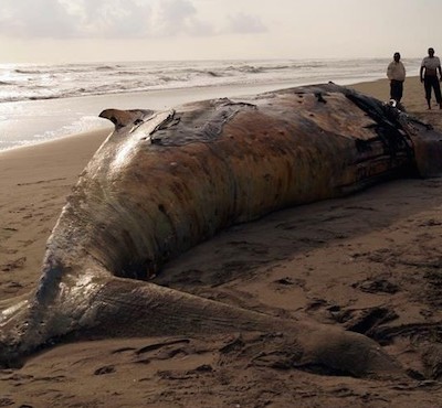  Hallan cuerpo de ballena en estado de descomposición en Mapastepec, Chiapas