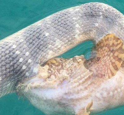  Las fotos del combate entre una serpiente mortal y uno de los peces más venenosos del mundo