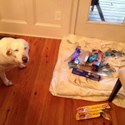  20 Animales que no tienen ni idea de dónde ha salido ese desorden