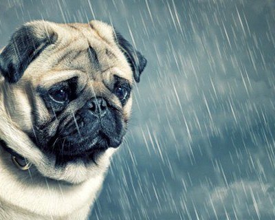  Cómo detectar si tu mascota tiene problemas emocionales