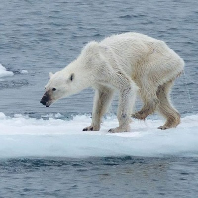  Fotografía de osa desnutrida causa revuelo en redes sociales