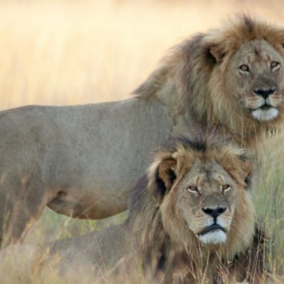  ¿Cuánto paga un turista por cazar un león en África?