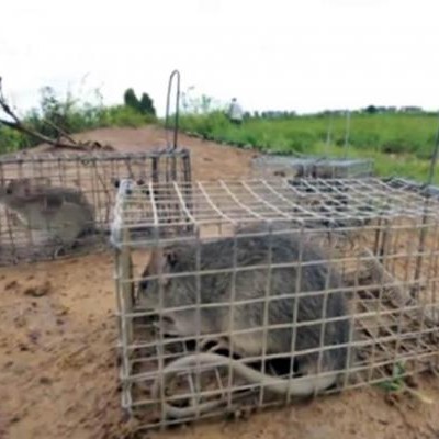 Ratas, el manjar de Camboya