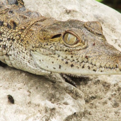  Liberan a crías de cocodrilo en Cañón del Sumidero