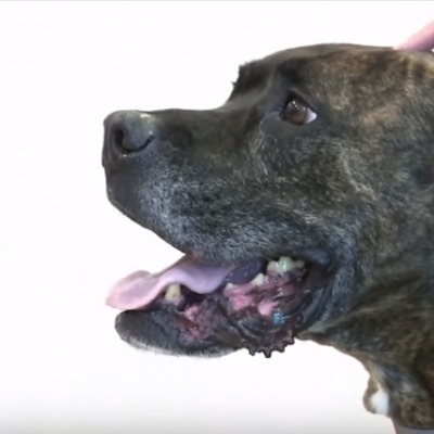  VIDEO: Perro bóxer se reúne con sus dueños tras nueve años perdido