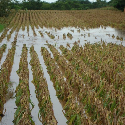  Emiten declaratoria de desastre natural agropecuario en ejido El Barril