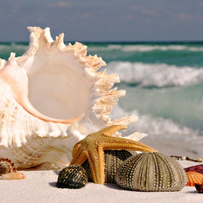  ¿Se escucha el mar dentro de una caracola?