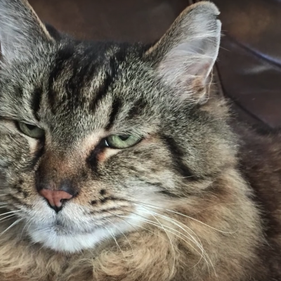  Corduroy, el gato más viendo del mundo